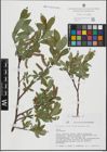 Foto von Salix hastata L.